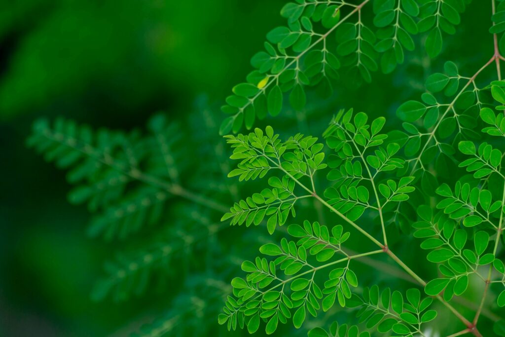 Health benefits of Moringa Leaves and Moring Powder