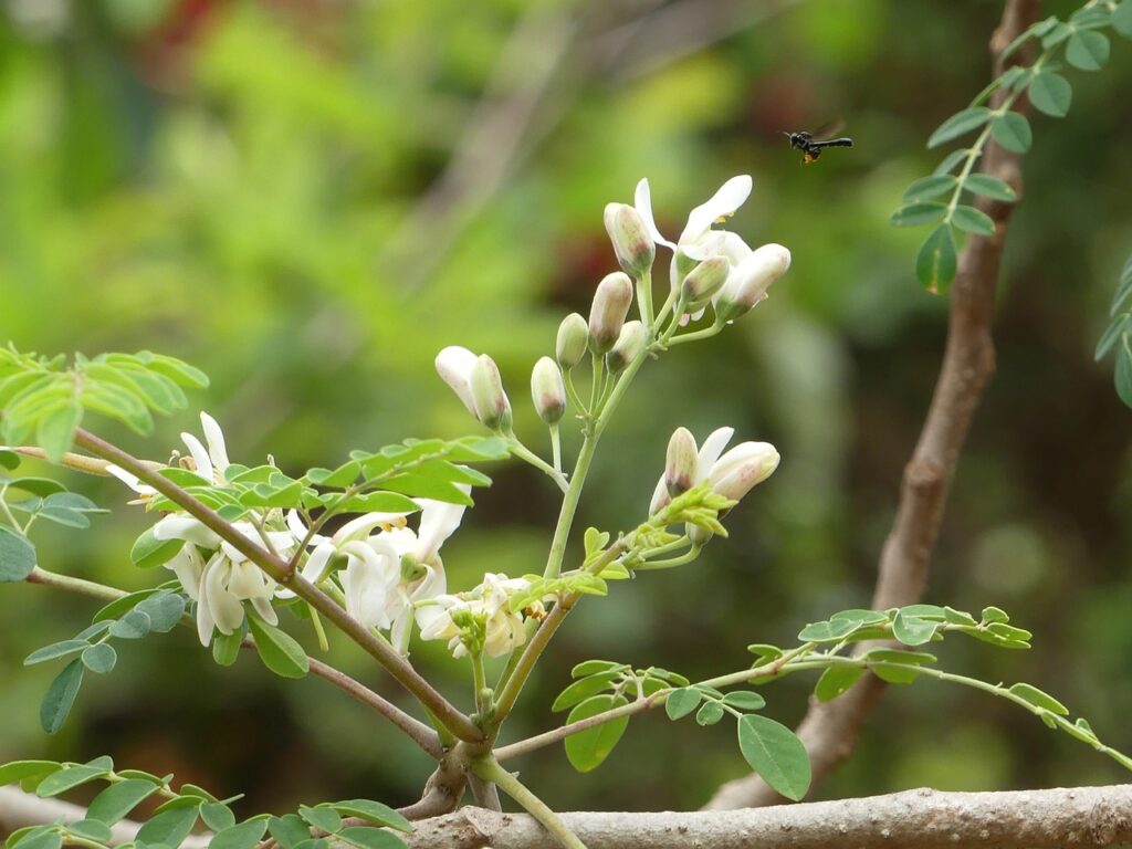 Health benefits of Moringa Leaves and Moring Powder