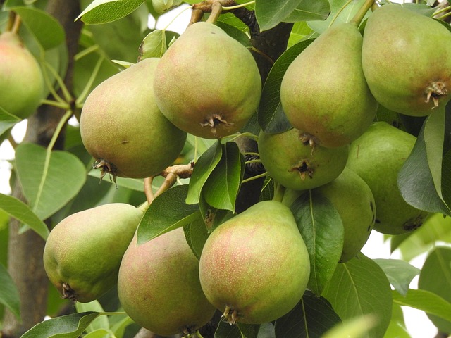 नाशपाती के फायदे