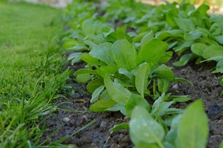 spinach