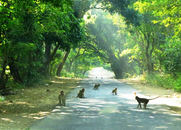 Sanjay Gandhi National Park
