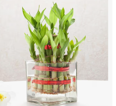 Lucky Bamboo
